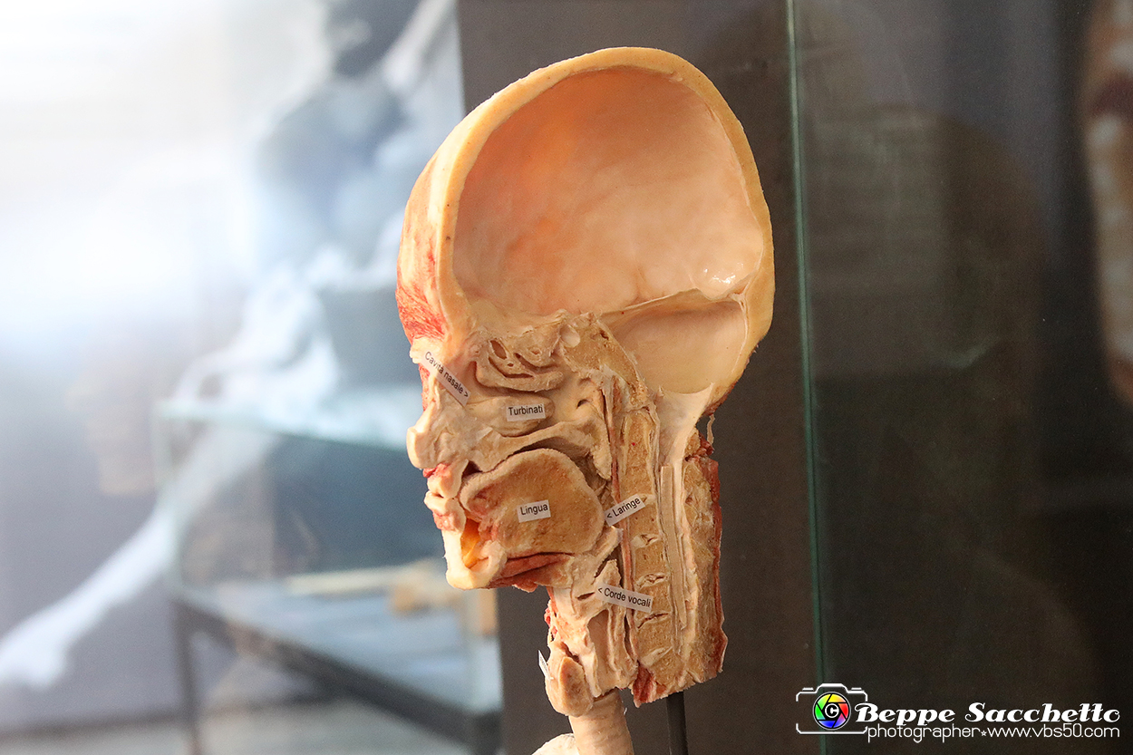 VBS_2699 - Vie respiratorie - Mostra Body Worlds.jpg